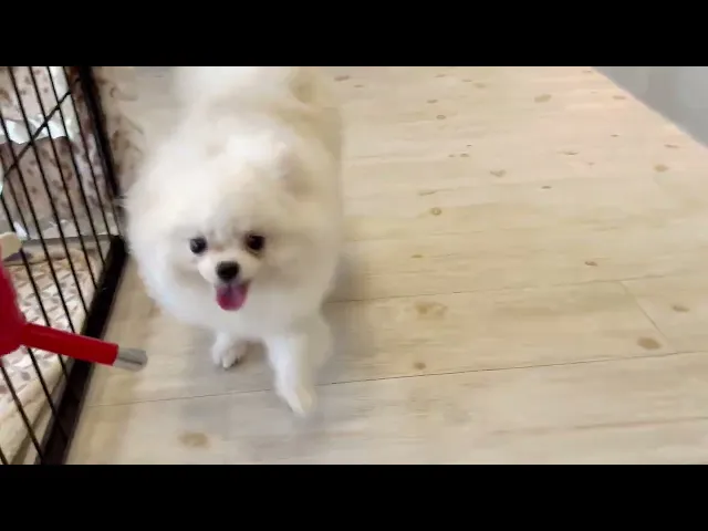 動画