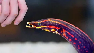 fire eel shocks guy 