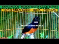 Download Lagu MURAI BATU GACOR ~ FULL ISIAN CUCAK CUNGKOK - PANCINGAN MURAI AGAR BUNYI  - MASTERAN MURAI BATU