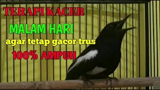 Download 🔴PANCINGAN TERAPI KACER MALAM HARI ||agar tetal gacor 💯ampuh‼️ MP3