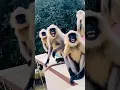 Download Lagu Patli Kamariya bole hay hay 😂 Cat Dance video #catvideos #shorts