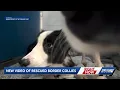 Border collies rescued from filthy hoarding house in Martin County get makeovers