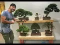 Lagu OS SEGREDOS DO BONSAI E COMO CUIDAR | PROGRAMA MULHERES