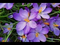 Download Lagu Guided Meditation +Q\u0026A with Ayya Jitindriya ~ Sunday 3rd September  @ 7am AEST