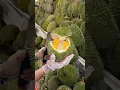 Download Lagu The Most Popular Durian Store in Malacca, Malaysia - Fruit Cutting Skills