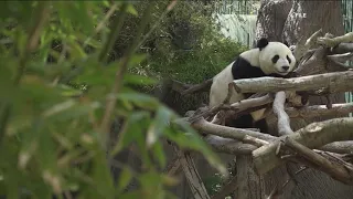 Zoo Atlanta to upgrade panda conservation center