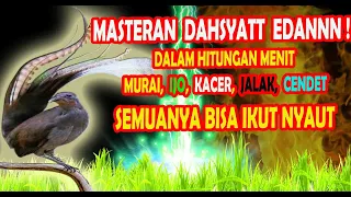 Download INI BARU Masteran Burung Paling Bagus ‼️ Cukup Beberapa Menit Langsung Nyaut !! MP3