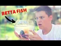 RESCUING A BETTA FISH FROM CRAIGSLIST