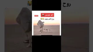 روح العب بعيد ههههه دندنها