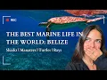 Belize Travel Vlog Caye Caulker San Ignacio SNORKELLING HOL CHAN MANATEES CAYE CAULKER