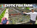 I Found A FISH BREEDING FARM With TONS Of EXOTIC FISH
