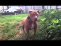 Mastiff Pitbull Original