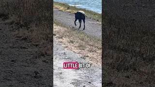 #Fyp #dream #doberman #pets #YouTube
