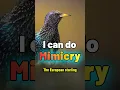 Download Lagu Burung Jalak Eropa: Ahli Mimikri dan Adaptasi