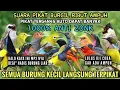 Download Lagu Suara pikat Sogon | Suara pikat semua burung kecil ampuh | suara pikat burcil | Mp3 pikat 2025