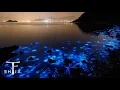 Tritonal - Electric glow feat. Skyler Stonestreet (Arston remix)