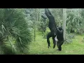 Jacksonville Zoo bonobo monkeys going CRAZY