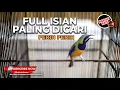 Lagu 🔴Masteran Murai Batu Paling di Cari Materi Cucak Cungkok Gacor Full Isian Kasar