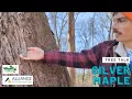 Tree Talk Silver Maple