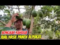 Jual Alpukat Jangan Asal-Asalan! Ini Strategi Biar Hasil Panen Laku Mahal!