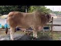 Download Lagu 3 REUZENKOEIEN ZIJN AANGEKOMEN BIJ DE BOGOR-WEDSTRIJD. MENEER PRABOWO ZAL MORGEN OOK IN DE GATEN ...