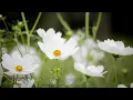 Download Lagu This is Insanely Beautiful Melody🌼 Breath of Life 🎼 Edgar Tuniyants