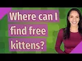 Where can I find free kittens