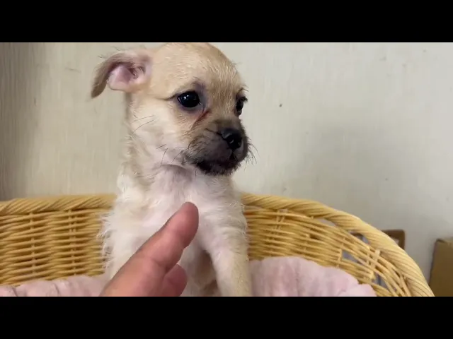 動画