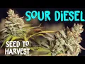 Seed to Harvest of SOUR DIESEL by ILGM Seeds Mars Hydro SP3000 LED Home Grow TV