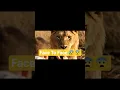 Download Lagu Even lions need love 💛 #Wildlife #Nature #Love #Lion #Compassion #AnimalCare