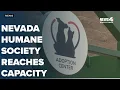 Nevada Humane Society reaches capacity in Reno and Carson City