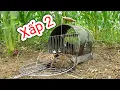 Download Lagu bẫy chim cút miền bắc cuối mùa xấp đôi | Hoàng Thắng
