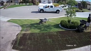 Organic Composted Manure on Lawn - Time Lapse