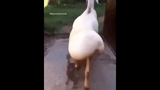 أكبر مؤخرة خروف في العالم شاهد بنفسك 