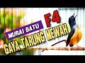 MURAI BATU F4 GACOR Gaya Mewah