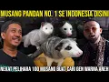 Download Lagu MUSANG PANDAN NO. 1 SE INDONESIA DISINI NEKAT PELIHARA 100 MUSANG BUAT CARI GEN WARNA ANEH. ESHAN PS