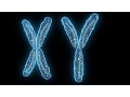 Human Physiology - Reproduction Sex Determination and Differentiation