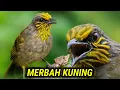 Lagu suara burung merbah kuning gacor - mp3