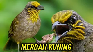 suara burung merbah kuning gacor mp3