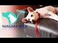 Niagara SPCA Just Getting Started