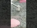 Thirsty Hamster