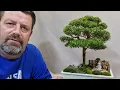 Download Lagu Working on my mini myrtle tree