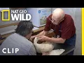 A Flock of Ducks Get a Little Bit of Help The Incredible Dr Pol