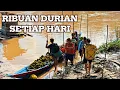 Lagu MUSIM DURIAN HUTAN | Perempuan Dayak Angkut Durian ke Berbagai Kota di Kalimantan