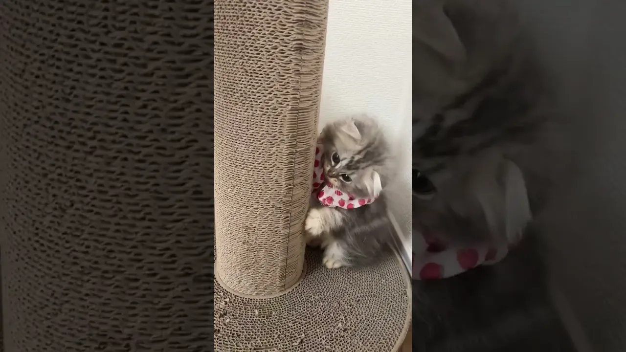 動画