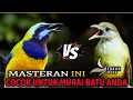 Lagu 🔴MASTERAN CUCAK CUNGKOK NEMBAK PANJANG VS KAPAS TEMBAK GACOR masuk murai batu, cucak ijo, cendet