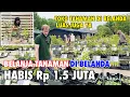 Download Lagu BELANJA TANAMAN DAN POHON CABE DI BELANDA | TOKO TANAMAN DI BELANDA