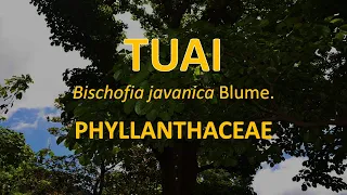 Download Tuai/Anoling (Bischofia javanica) - Phyllanthaceae | Philippine Native Trees MP3