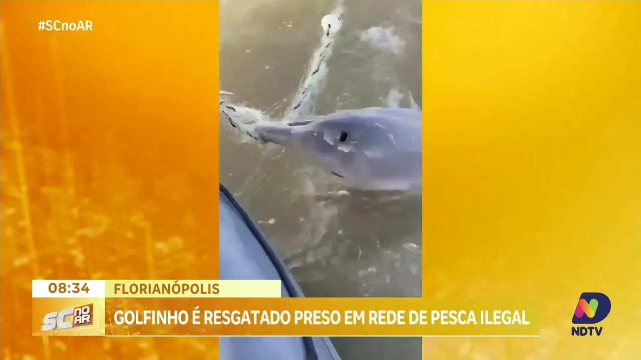 Golfinho preso em rede de pesca ilegal é resgatado em Florianópolis