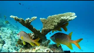                     دندنها